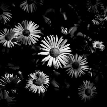 Fotografía titulada "Black and White Spr…" por Alis La Luna, Obra de arte original