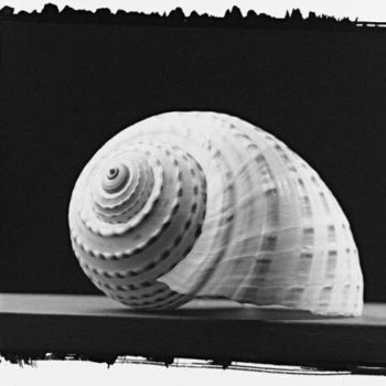 Photography titled "shell 2" by Allan Razo, Original Artwork