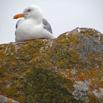 Photographie intitulée "Mouette" par Fred Allard, Œuvre d'art originale