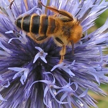 Fotografia intitulada "Abeille butineuse" por Fred Allard, Obras de arte originais