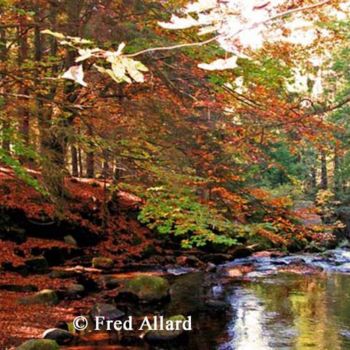 Photography titled "Sous-bois automnal…" by Fred Allard, Original Artwork