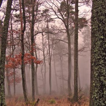 Photography titled "Brume en forêt" by Fred Allard, Original Artwork
