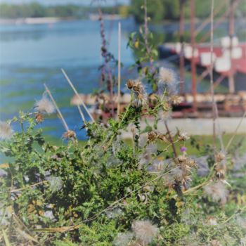 Photographie intitulée "Douces épines" par Allixir Peidyl, Œuvre d'art originale, Photographie numérique