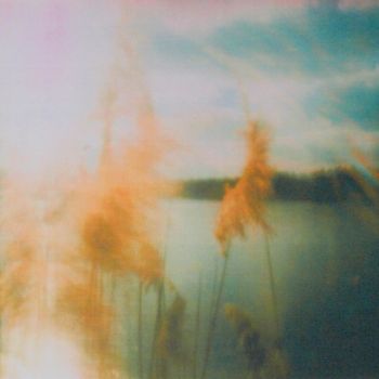 Photography titled "Reed" by Allmuth Lenz, Original Artwork, Analog photography