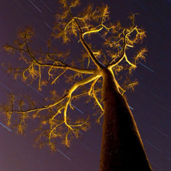 Photographie intitulée "Single Tree" par Altafin, Œuvre d'art originale, Photographie numérique