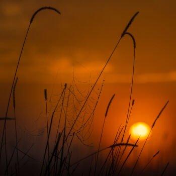 Fotografia zatytułowany „Dawn in the Mara Tr…” autorstwa Alyson Betz, Oryginalna praca, Fotografia cyfrowa