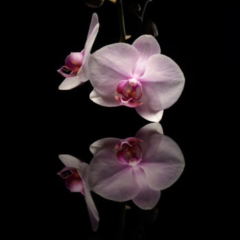 Fotografía titulada "Danse de l'Orchidée" por Amandine Desjardins, Obra de arte original, Fotografía digital