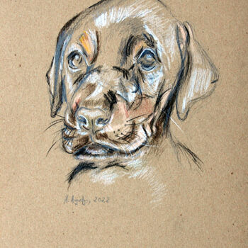 Dessin intitulée "Puppy" par Amelia Urszula Augustyn, Œuvre d'art originale, Crayon