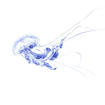 Dessin intitulée "Méduse" par Amélie Helmstetter, Œuvre d'art originale, Stylo à bille