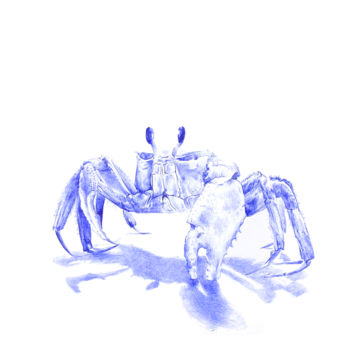 Drawing titled "Crabe" by Amélie Helmstetter, Original Artwork, Ballpoint pen