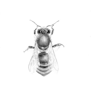 Zeichnungen mit dem Titel "Bee" von Amélie Helmstetter, Original-Kunstwerk, Tinte