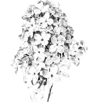 Disegno intitolato "Lilas" da Amélie Helmstetter, Opera d'arte originale, Biro