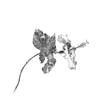 Tekening getiteld "Hibiscus" door Amélie Helmstetter, Origineel Kunstwerk, Inkt