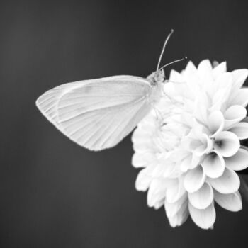 "Papillon" başlıklı Fotoğraf Amelie Metzger tarafından, Orijinal sanat, Dijital Fotoğrafçılık