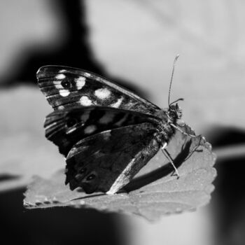 Photographie intitulée "Papillon I" par Amelie Metzger, Œuvre d'art originale, Photographie numérique