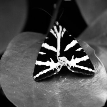 Photographie intitulée "Papillon II" par Amelie Metzger, Œuvre d'art originale, Photographie numérique