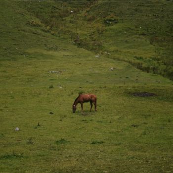 Photographie intitulée "Horse" par Ana Abashidze, Œuvre d'art originale, Photographie numérique