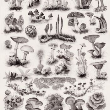 Картина под названием "Inkcap mushroom pai…" - Ana Maria Cosma, Подлинное произведение искусства, Чернила