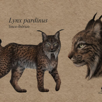 Digital Arts titled "Lynx pardinus" by Ana Ribeiro (Ana Ribeiro Illustration), Original Artwork, Digital Painting