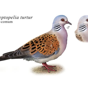 Digital Arts titled "Streptopelia turtur" by Ana Ribeiro (Ana Ribeiro Illustration), Original Artwork, Digital Painting