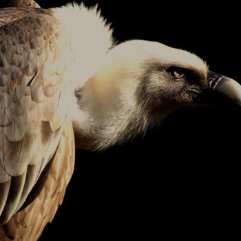 Fotografia zatytułowany „The Griffon Vulture” autorstwa Ana Winter, Oryginalna praca