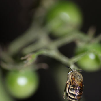 Photographie intitulée "Sleeping bee in our…" par Ana Felidae, Œuvre d'art originale, Photographie numérique