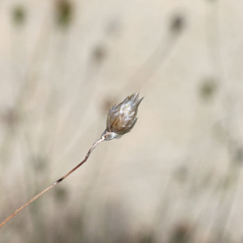 Photographie intitulée "Dans la douceur de…" par Ana Felidae, Œuvre d'art originale, Photographie numérique