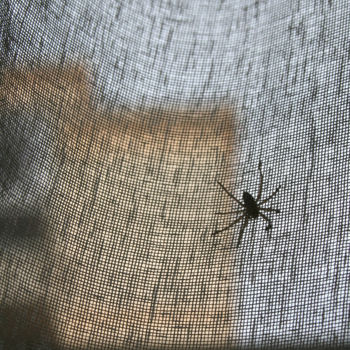 Fotografía titulada "L'araignée derrière…" por Ana Felidae, Obra de arte original