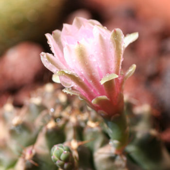 "Fleur de cactus" başlıklı Fotoğraf Ana Felidae tarafından, Orijinal sanat