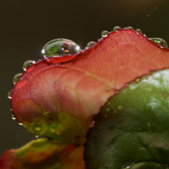 Photographie intitulée "Perles de pluie" par Ana Felidae, Œuvre d'art originale, Photographie numérique