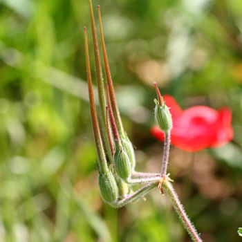 Fotografía titulada "Griffes champêtres" por Ana Felidae, Obra de arte original