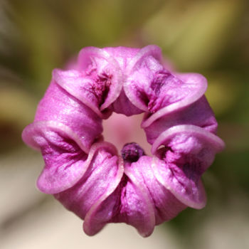 Фотография под названием "Roue florale" - Ana Felidae, Подлинное произведение искусства