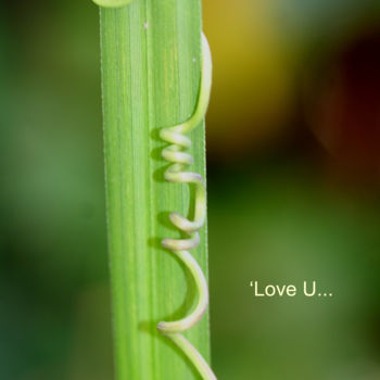Fotografie mit dem Titel "'Love U..." von Ana Felidae, Original-Kunstwerk
