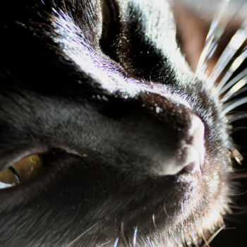 Photography titled "The Eye of the cat" by Ana Felidae, Original Artwork, Digital Photography