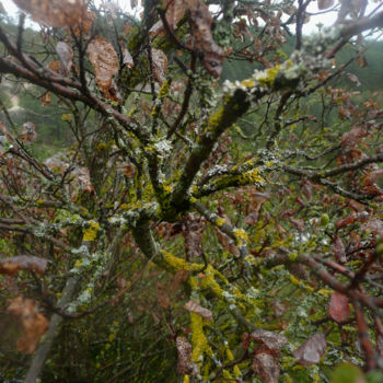 Photographie intitulée "Parfums d'automne" par Ana Felidae, Œuvre d'art originale