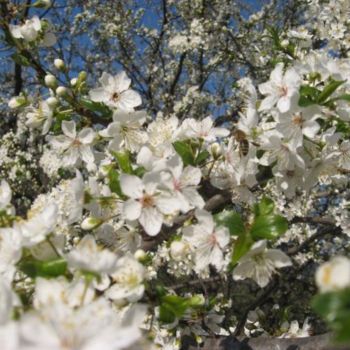 Photography titled "flowers and bees" by Ana Macovei, Original Artwork