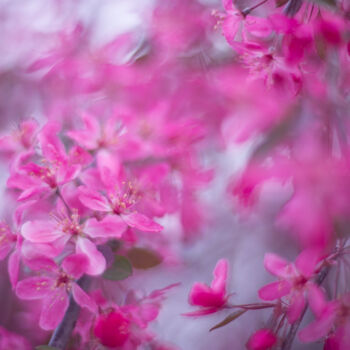 Фотография под названием "Spring mood" - Анастасия Ломаева, Подлинное произведение искусства, Цифровая фотография