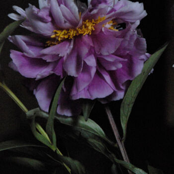 Photographie intitulée "Pivoine mauve" par André Boulze, Œuvre d'art originale, Photographie numérique