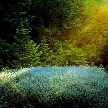 Photographie intitulée "Garden Wild, VII" par Andre Baranowski, Œuvre d'art originale, Photographie numérique