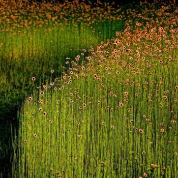 Fotografía titulada "Garden Wild, XI" por Andre Baranowski, Obra de arte original, Fotografía digital