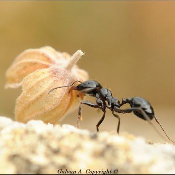 Fotografia zatytułowany „la bosseuse” autorstwa André Galvan, Oryginalna praca, Fotografia cyfrowa