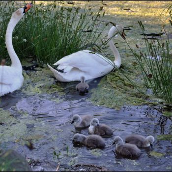 Photographie intitulée "La famille cygne au…" par André Galvan, Œuvre d'art originale