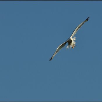 Photographie intitulée "La mouette / lac Lé…" par André Galvan, Œuvre d'art originale