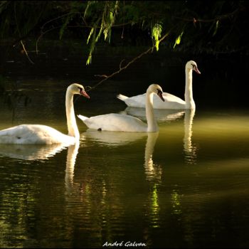 Photography titled "Les cygnes dans la…" by André Galvan, Original Artwork