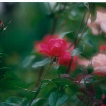 Fotografía titulada "les-roses.jpg" por André Goinaud, Obra de arte original