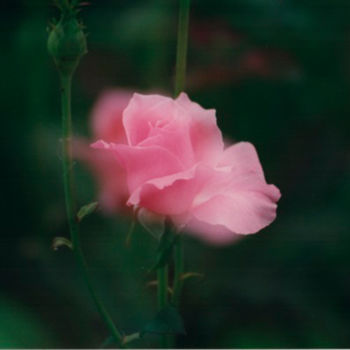 Photography titled "la-rose.jpg" by André Goinaud, Original Artwork
