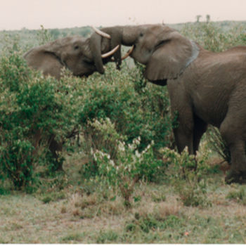 Fotografía titulada "safari-photo-1-keny…" por André Goinaud, Obra de arte original