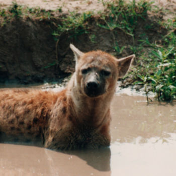 Photographie intitulée "safari-photo-3-keny…" par André Goinaud, Œuvre d'art originale