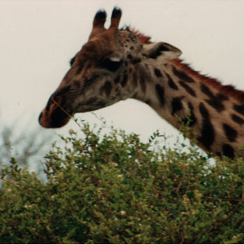 Photographie intitulée "safari-photo-4-keny…" par André Goinaud, Œuvre d'art originale