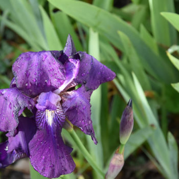 Fotografía titulada "pluie-de-printemps.…" por André Goinaud, Obra de arte original